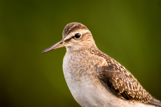 View of a sandpiper with detailed brown and white speckled plumage and a long beak captured in a natural habitat in Debrzno Pomeranian Voivodeship Poland. View of a sandpiper with detailed brown and white speckled plumage and a long beak captured in a natural habitat in Debrzno Pomeranian Voivodeship Poland.