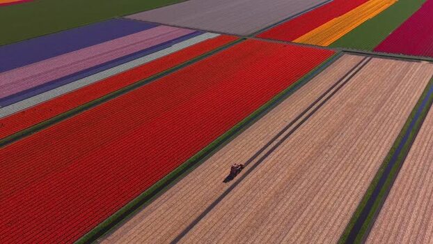 Aerial view of colorful tulip fields and a tractor Netherlands.