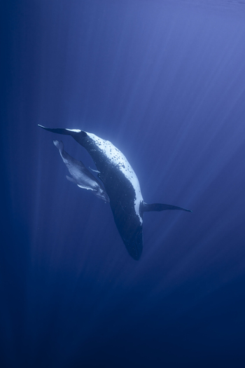 View of a humpback whale mother and her calf swimming together in the deep blue ocean with sunlight filtering through the water in Moorea Maiao Windward Islands French Polynesia.