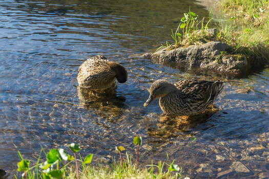 View of two mallard ducks swimming in the clear shallow water of Rohacske plesa tarn near the rocky shore in Zuberec Zilina Region Slovakia. View of two mallard ducks swimming in the clear shallow water of Rohacske plesa tarn near the rocky shore in Zuberec Zilina Region Slovakia.