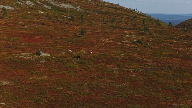 Aerial view of reindeer grazing on Ounastunturi Finland. Aerial view of reindeer grazing on Ounastunturi Finland.