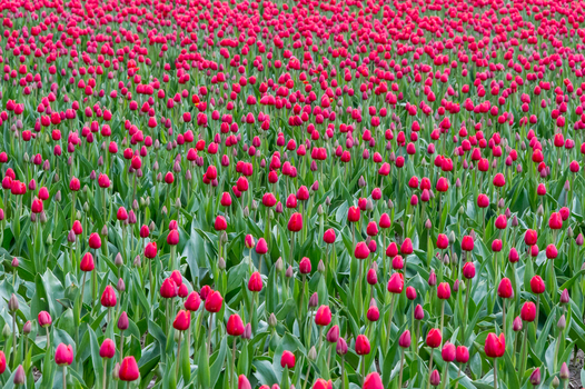 View of a vibrant field of red tulips in full bloom in La Conner Washington United States.