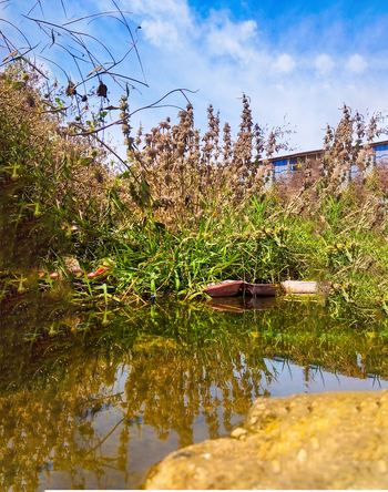 View of a small pond reflecting the blue sky and surrounding dry vegetation with green grass and a building in the background in Jos North Plateau Nigeria.