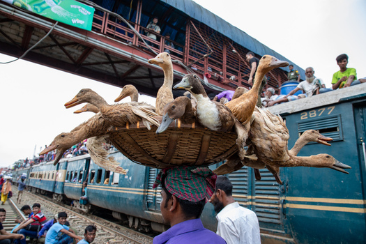 Dhaka Bangladesh 14 June 2018 View of a man carrying a large basket of ducks on his head at the Airport Railway Station with a crowded train in the background. Dhaka Bangladesh 14 June 2018 View of a man carrying a large basket of ducks on his head at the Airport Railway Station with a crowded train in the background.