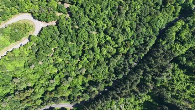 Aerial view of a winding road through a lush forest France.