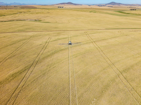 Aerial view of a tractor spraying a golden wheat field with visible tire tracks and distant hills in the landscape of Philadelphia Western Cape South Africa. Aerial view of a tractor spraying a golden wheat field with visible tire tracks and distant hills in the landscape of Philadelphia Western Cape South Africa.