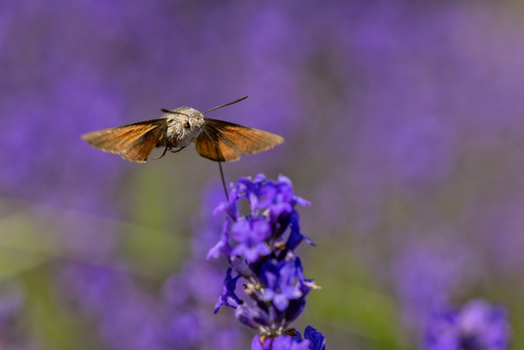 View of a hummingbird hawk moth hovering and feeding on a purple lavender flower in a blooming field in Wittenheim Grand Est France.