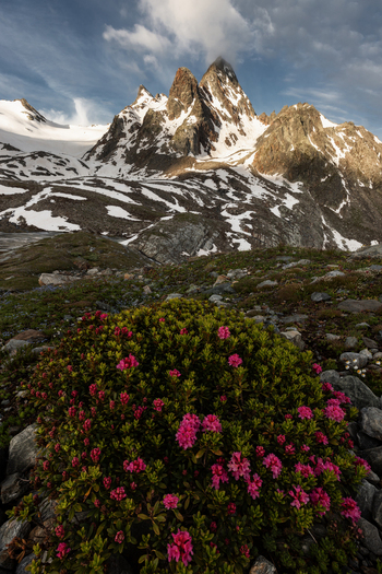 View of blooming pink rhododendrons in the foreground with jagged snow capped mountain peaks under a cloudy sky in the background Aosta Valley Italy. View of blooming pink rhododendrons in the foreground with jagged snow capped mountain peaks under a cloudy sky in the background Aosta Valley Italy.