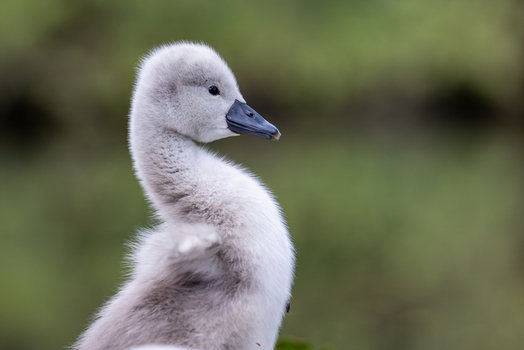 View of a fluffy grey cygnet with its wings slightly spread against a soft blurred green background in Mulhouse Grand Est France.