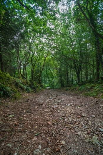 View of a tranquil woodland path winding through the lush green trees and mossy banks of Deer Park in Looe Cornwall United Kingdom. View of a tranquil woodland path winding through the lush green trees and mossy banks of Deer Park in Looe Cornwall United Kingdom.