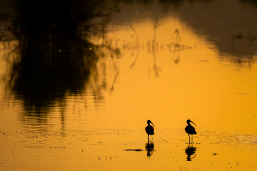 View of two Glossy Ibis birds standing in calm water with golden reflections during sunset Kallar Kahar Punjab Pakistan. View of two Glossy Ibis birds standing in calm water with golden reflections during sunset Kallar Kahar Punjab Pakistan.
