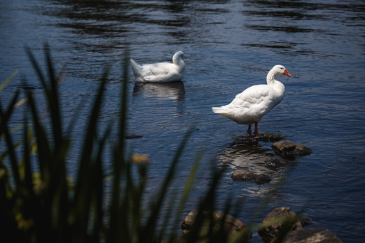 Boston Massachusetts 13 June 2025 View of white geese standing on rocks in the Charles River with calm water and blurred foreground reeds. Boston Massachusetts 13 June 2025 View of white geese standing on rocks in the Charles River with calm water and blurred foreground reeds.