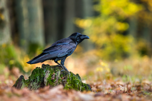 View of a black raven perched on a mossy tree stump in a forest with autumn leaves in Debrzno Pomeranian Voivodeship Poland.