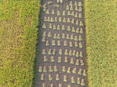 Aerial view of harvested rice bundles arranged in neat rows on dark soil between lush green and yellow rice paddies in Kebumen Central Java Indonesia. Aerial view of harvested rice bundles arranged in neat rows on dark soil between lush green and yellow rice paddies in Kebumen Central Java Indonesia.