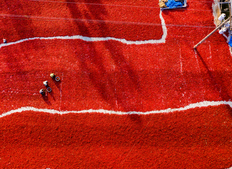 Bogura Rajshahi Division Bangladesh 06 March 2022 Aerial view of red chili peppers drying on the ground with workers sorting the harvest in the sun.