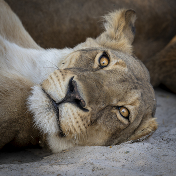 View of a lioness resting on the sandy ground in Kenya.