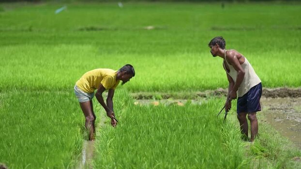 View of farmers working in a green rice field in Ramu Bangladesh.