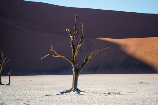 View of stark skeletal trees stand defiant against the backdrop of towering rust colored dunes under a clear sky creating a surreal landscape Sossusvlei Hardap Region Namibia. View of stark skeletal trees stand defiant against the backdrop of towering rust colored dunes under a clear sky creating a surreal landscape Sossusvlei Hardap Region Namibia.