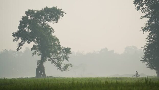 View of a lone tree in a misty field with a cyclist Bangladesh.