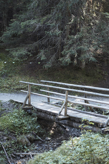 View of a rustic wooden bridge crossing a small stream along a forest path surrounded by dense pine trees in Bukowina Tatrzanska Lesser Poland Voivode Poland. View of a rustic wooden bridge crossing a small stream along a forest path surrounded by dense pine trees in Bukowina Tatrzanska Lesser Poland Voivode Poland.