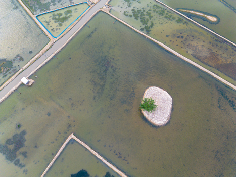 Aerial view of flooded shrimp farms with a small tree on a tiny island and narrow embankments in Gabura Union Khulna Division Bangladesh. Aerial view of flooded shrimp farms with a small tree on a tiny island and narrow embankments in Gabura Union Khulna Division Bangladesh.