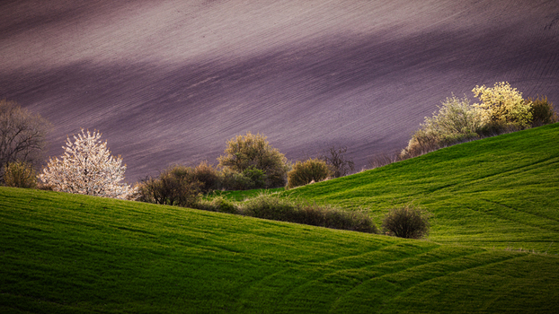 View of rolling green hills with blossoming trees and a ploughed field under soft light in Cejkovice South Moravian Region Czechia. View of rolling green hills with blossoming trees and a ploughed field under soft light in Cejkovice South Moravian Region Czechia.