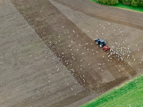 Aerial view of a tractor plowing a brown agricultural field followed by a large flock of white birds in Inveruglass Scotland United Kingdom.