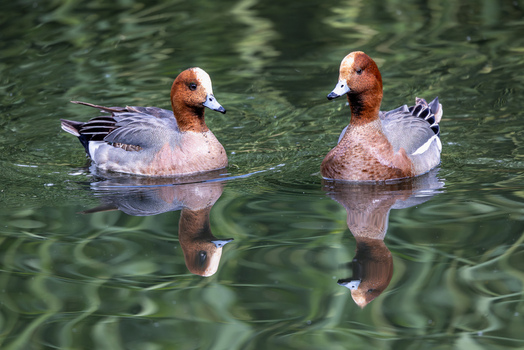 View of two Eurasian wigeons swimming on a pond with clear reflections and green ripples on the water surface in Selestat Grand Est France.