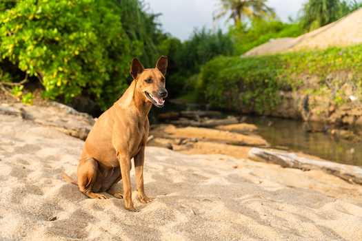 View of a brown dog sitting on the sandy beach with lush tropical greenery and a small stream in the background Galle Southern Province Sri Lanka.