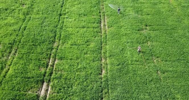 Aerial view of farmers spraying pesticides on green fields India. Aerial view of farmers spraying pesticides on green fields India.