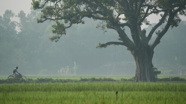 View of a man cycling past a large tree in Bogura Bangladesh. View of a man cycling past a large tree in Bogura Bangladesh.