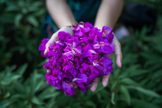 View of hands holding a cluster of vibrant purple flowers against a backdrop of lush green leaves in Sidemen Bali Indonesia. View of hands holding a cluster of vibrant purple flowers against a backdrop of lush green leaves in Sidemen Bali Indonesia.