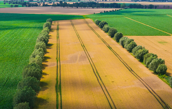 Aerial view of agricultural fields with golden wheat and green crops separated by rows of trees in Tczew Pomeranian Voivodeship Poland. Aerial view of agricultural fields with golden wheat and green crops separated by rows of trees in Tczew Pomeranian Voivodeship Poland.