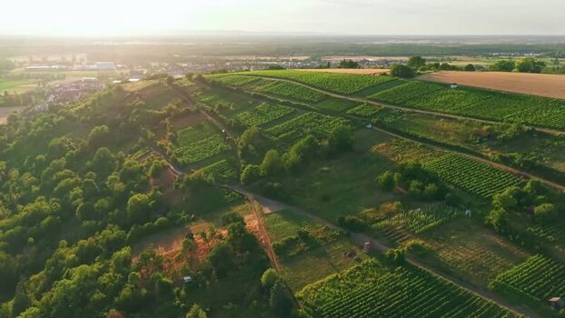 Aerial view of lush green vineyards on a hillside at sunset Aerial view of lush green vineyards on a hillside at sunset