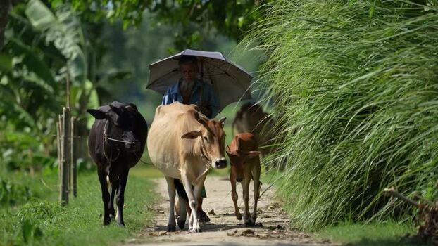 View of a man walking with cows on a rural path in Bogura Bangladesh. View of a man walking with cows on a rural path in Bogura Bangladesh.