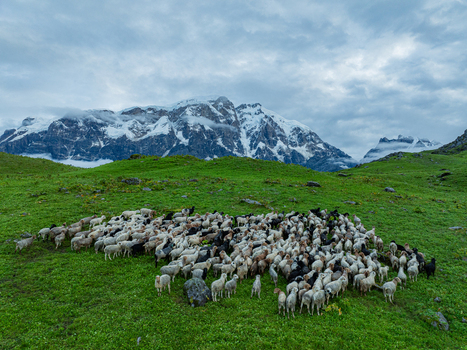 Aerial view of a large flock of sheep grazing in a vibrant green mountain meadow with snow capped Himalayan peaks under a cloudy sky in Nepal.