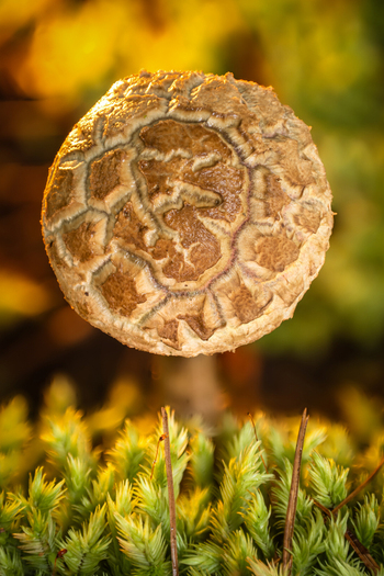 View of an exquisitely patterned mushroom cap rising from a velvet green moss carpet bathed in a soft golden glow Kabupaten Soppeng South Sulawesi Indonesia. View of an exquisitely patterned mushroom cap rising from a velvet green moss carpet bathed in a soft golden glow Kabupaten Soppeng South Sulawesi Indonesia.