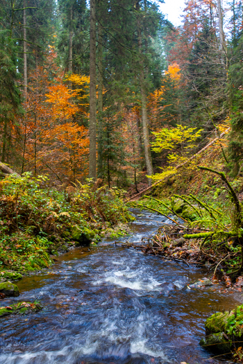 View of the Ravennaschlucht with the Ravenna stream flowing through a dense autumn forest with colorful foliage and mossy rocks in Breitnau Baden Wurttemberg Germany. View of the Ravennaschlucht with the Ravenna stream flowing through a dense autumn forest with colorful foliage and mossy rocks in Breitnau Baden Wurttemberg Germany.