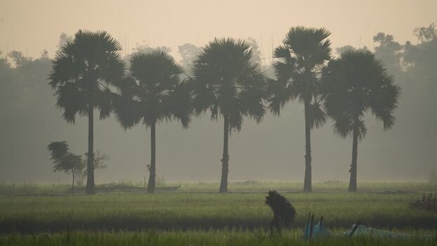 View of palm trees and a worker in a misty field Bangladesh.