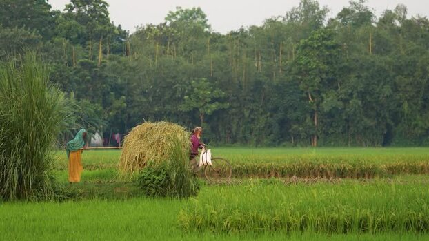 View of farmers working in green rice fields in Bogura Bangladesh.
