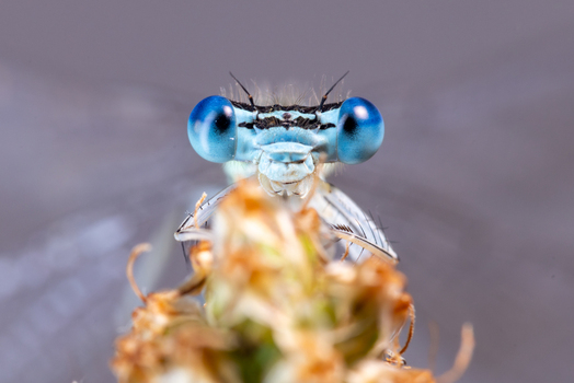 View of a blue damselfly head with large compound eyes resting on a plant stalk in Wittenheim Grand Est France.