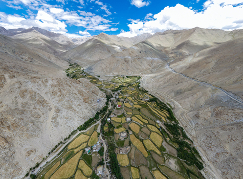 Aerial view of terraced fields in the arid mountain landscape of the Ladakh valley featuring golden crops and a winding road under a bright blue sky in Ladakh Division Ladakh India. Aerial view of terraced fields in the arid mountain landscape of the Ladakh valley featuring golden crops and a winding road under a bright blue sky in Ladakh Division Ladakh India.