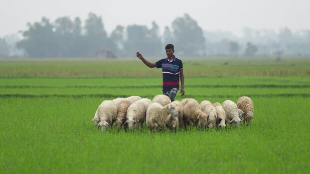 View of a shepherd herding sheep in a green field Bangladesh. View of a shepherd herding sheep in a green field Bangladesh.