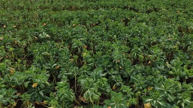 Aerial view of farm field with cabbage crops Portugal.
