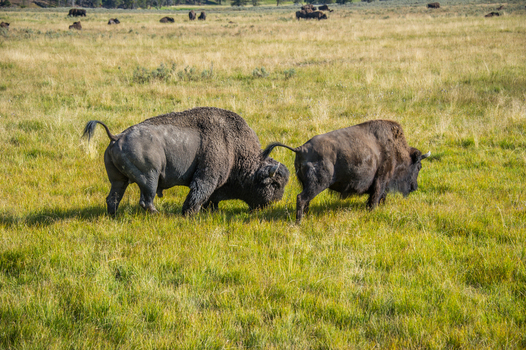 View of two American bison grazing in a vast grassy meadow with a herd in the background at Yellowstone National Park Wyoming United States. View of two American bison grazing in a vast grassy meadow with a herd in the background at Yellowstone National Park Wyoming United States.