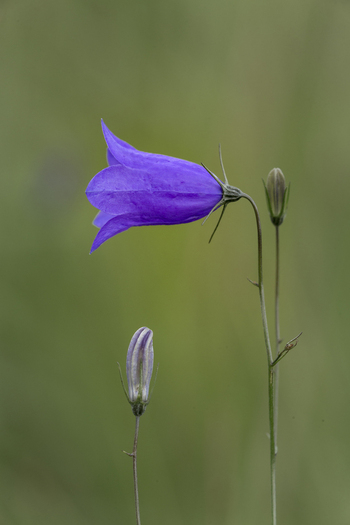 View of a purple harebell flower with a bud against a soft green background in United Kingdom.