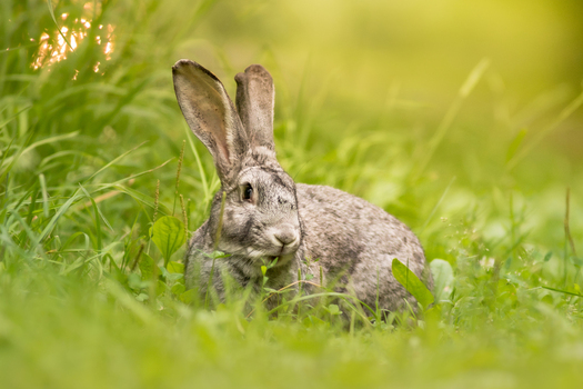 View of a grey rabbit sitting in the lush green grass during a sunny day in Debrzno Pomeranian Voivodeship Poland. View of a grey rabbit sitting in the lush green grass during a sunny day in Debrzno Pomeranian Voivodeship Poland.