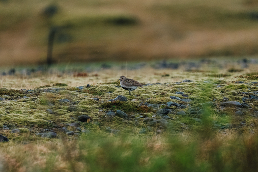 View of a plover standing on the mossy rocky terrain of the Stokksnes peninsula in Iceland.
