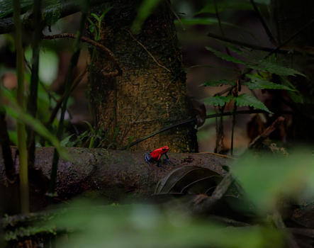 View of a strawberry poison dart frog perched on a mossy log in the lush rainforest of Costa Rica.