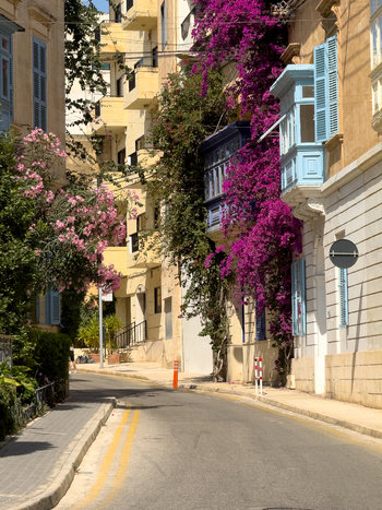 View of vibrant bougainvillea cascading from balconies painting the historic buildings in hues of magenta and contrasting with the blue shutters Valletta Malta. View of vibrant bougainvillea cascading from balconies painting the historic buildings in hues of magenta and contrasting with the blue shutters Valletta Malta.